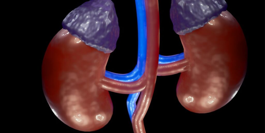 kidney, renal artery, anatomy-6943031.jpg