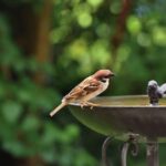 sparrow, sperling, bird-6403847.jpg