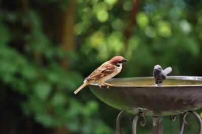 World Sparrow Day | जानिए विश्व गौरैया दिवस का इतिहास और इससे जुड़ी कुछ रोचक जानकारियां