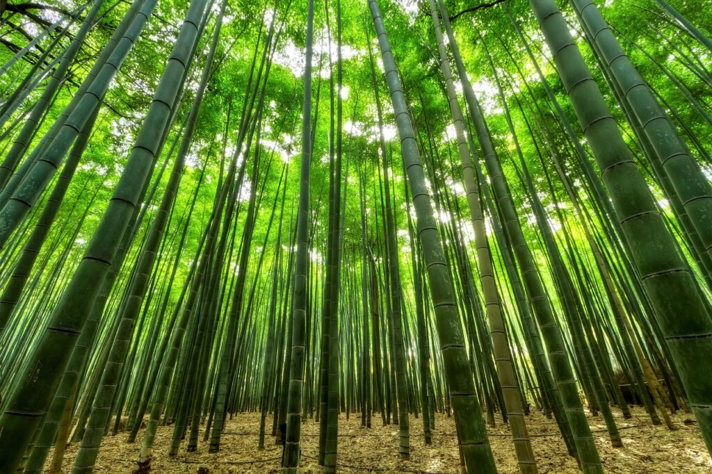 विश्व बांस दिवस पर निबंध हिंदी में | Essay on World Bamboo Day in Hindi