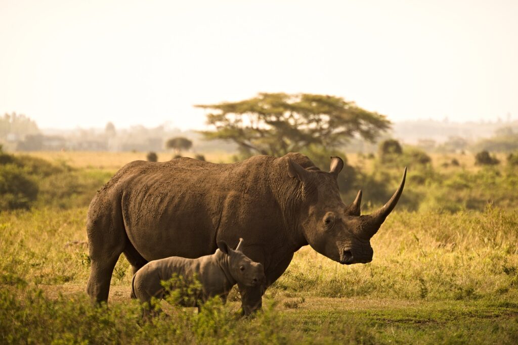 विश्व गैंडा दिवस पर निबंध | Essay on World Rhino Day in Hindi: Aarav Hindi