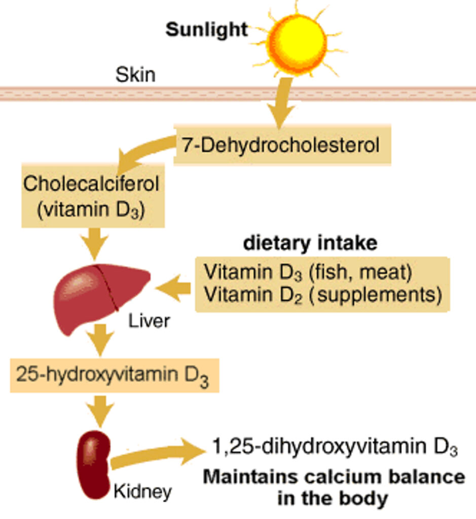 process of getting Vitamin D from sun light in Hindi
